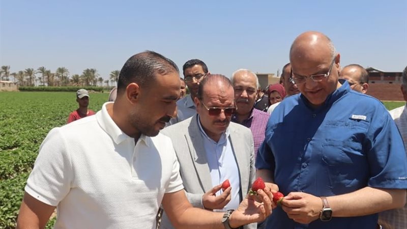 نجاح زراعة الفراولة