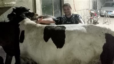 عيد الأضحى 2025.. أسعار الأضاحي الحية واللحوم بالأسواق