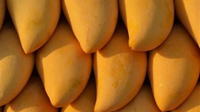 «كليوباترا».. صنف جديد لمحصول المانجو يغزو الأسواق