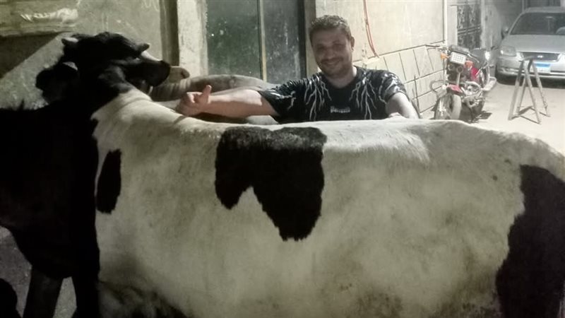 اسعار العجول والخرفان
