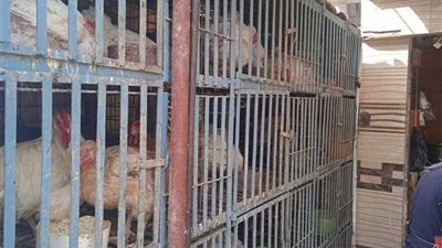 أسعار الفراخ اليوم الثلاثاء 27 مايو 2025 في بورصة الدواجن