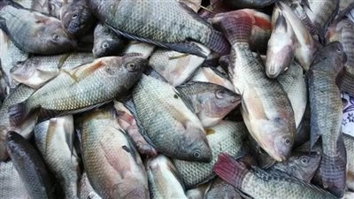 البوري بـ 200 جنيه.. أسعار الأسماك والجمبري اليوم الأحد 25 مايو 2025