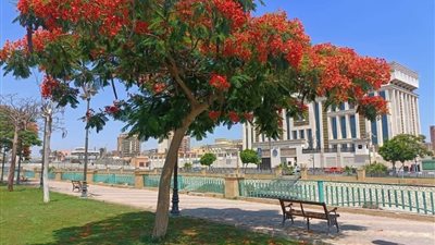 «ازرع شجرة.. تصنع فارقً».. البونسيانا تُزين شوارع الإسماعيلية