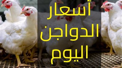 قبل ما تنزل السوق.. أسعار الفراخ اليوم الأربعاء 28-5-2025