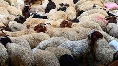 «الزراعة» تكشف خطتها لتأمين الذبح على الطريقة الشرعية في المجازر