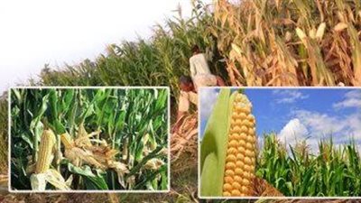 خاص| 3 مليون فدان في الانتظار.. تقاوي الذرة تتصدر مشهد الزراعة الصيفية 