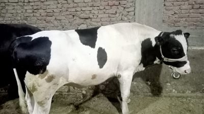 أسعار العجول والخرفان الحية واللحوم في الأسواق اليوم الخميس 29 مايو 2025