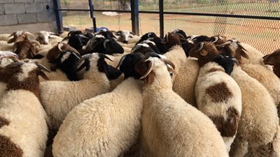 مش غالية.. أسعار الأضاحي بوزارة الزراعة وأماكن الحجز