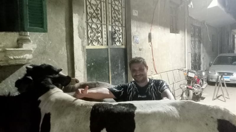 اسعار الاضاحي