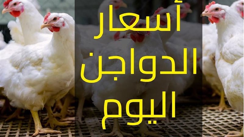 أسعار الفراخ اليوم