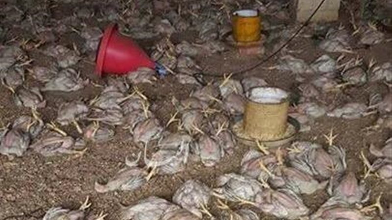 حريق بمزرعة دواجن