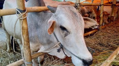 الجيزة تحظر من نقل وحفظ جلود الهدي والأضاحي دون الحصول على تصريح