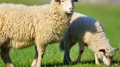 قبل عيد الأضحى.. اعرف أسعار الأضاحي اليوم الجمعة 30-5-2025