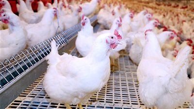 شوف السعر قبل ما تشتري.. سعر الفراخ البيضاء اليوم الخميس 29-5-2025