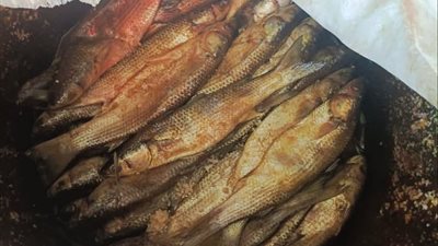 ضبط 150 كيلو رنجة فاسدة وتحرير 11 محضر مخالفة صحية بكفر الشيخ