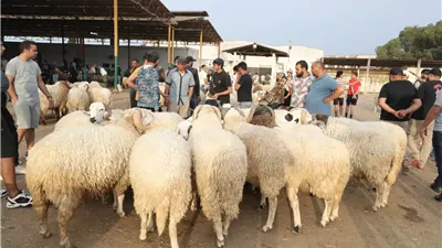 الشرقية تستعد للعيد.. أسعار العجول والخراف والماعز في أسواق الشرقية