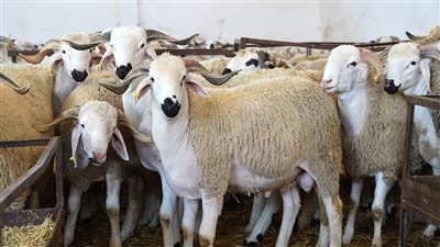 عيد الأضحى 2025.. اعرف أسعار الأضاحي اليوم 31 مايو