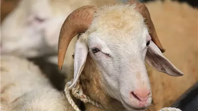 قبل عيد الأضحى.. اعرف أسعار الأضاحي اليوم الأحد 1-6-2025 في مصر 