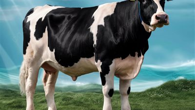 أسعار الأضاحي اليوم الإثنين 2-6-2025.. «العجول والماعز بكام النهاردة»