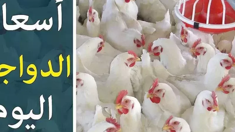 أسعار الفراخ اليوم