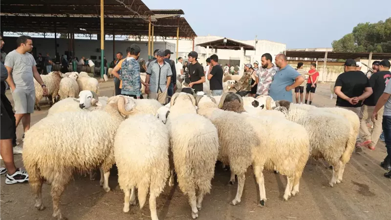 أسعار العجول والخراف