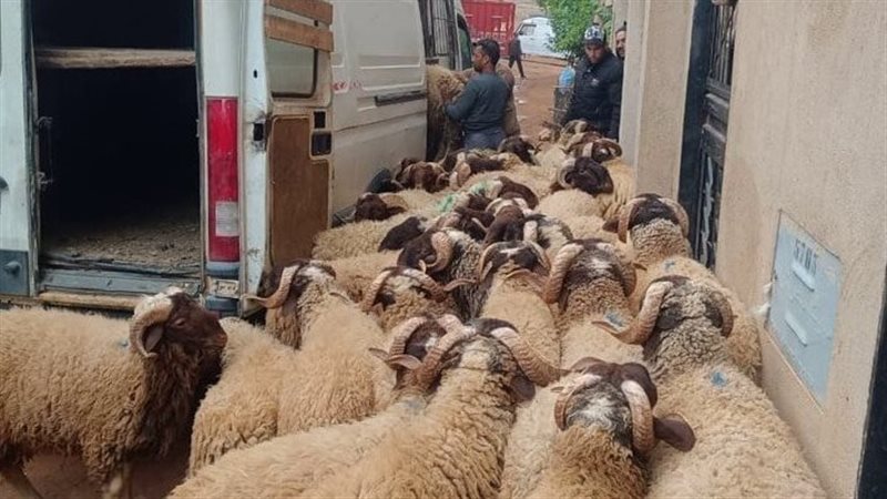 حملات لمنع ذبح الأضاحي