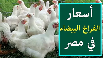 الفراخ البيضاء نار.. سعر الفراخ البيضاء اليوم الثلاثاء 3 يونيو 2025