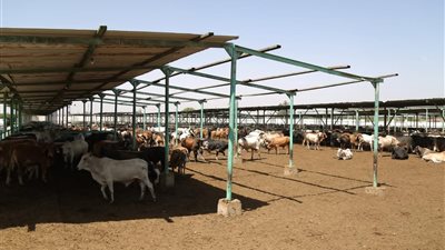 مصر الخير تستقبل العيد بـ«صك الأضحية» للعام الـ11.. وتنشر الفرحة في جميع المحافظات