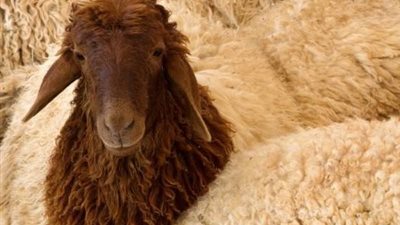 قبل عيد الأضحى بيومين.. اعرف أسعار الخراف والأضاحي اليوم الأربعاء 4-6-2025  