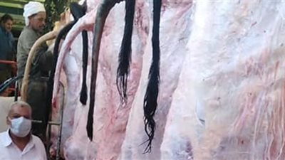 دبح من غير فلوس.. مجازر الشرقية تستقبل الأضاحي طوال أيام العيد بالمجان