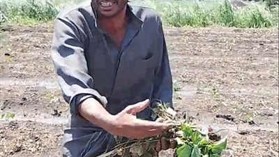 مواطن يناشد الأجهزة الأمنية بكفر الشيخ: البلطجية قلعوا القطن وعوّموا الأرض  