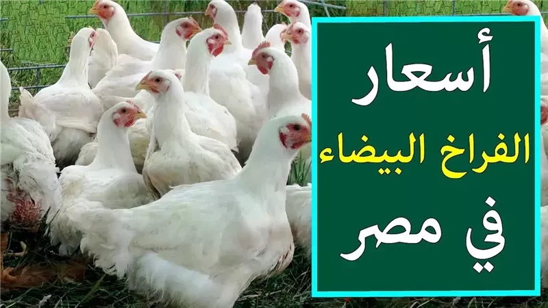 سعر الفراخ البيضاء