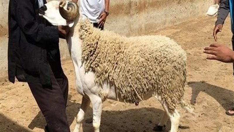 حوادث العيد