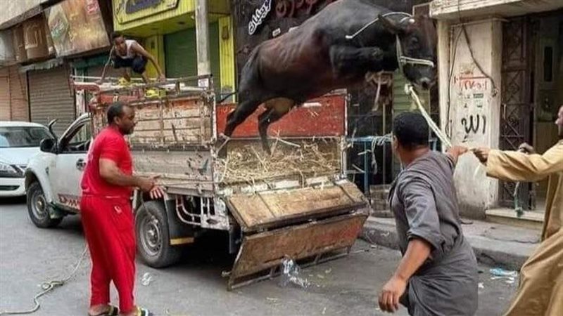أول حالة هروب لـعجول