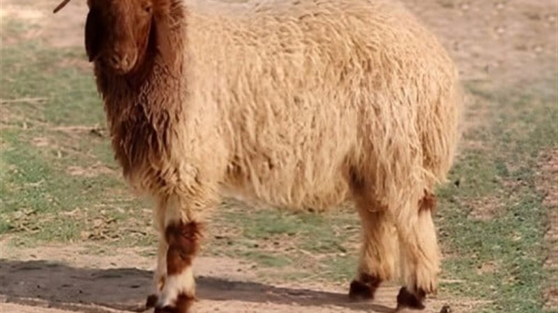 خروف العيد