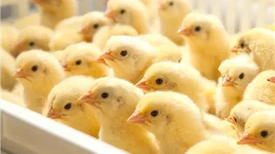 الكتاكيت النهارده بتهدي اللعب.. أسعار الكتاكيت اليوم الثلاثاء 10/6/2025