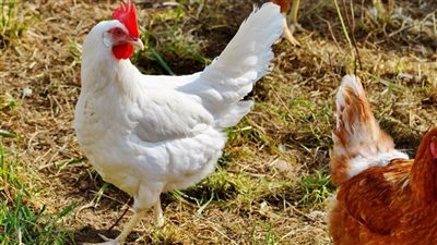 فراخ النهاردة عاملة إيه؟ أسعار الفراخ اليوم الثلاثاء 10/6/2025