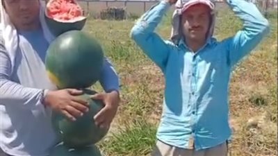 بطيخ بلطيم.. محصول صيفي بنكهة خاصة وتربة تمنح الجودة والوفرة