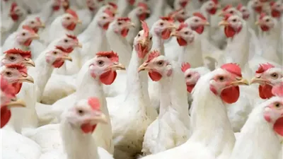 متشتريش قبل ما تشوف.. أسعار الفراخ اليوم الاربعاء 11/6/2025