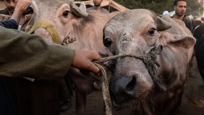 قبل ما تشتري.. سعر كيلو اللحم الجاموسي قائم اليوم الأثنين 9/6/2025