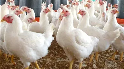 الأسعار ثابتة والدنيا هادية.. أسعار الفراخ البيضاء اليوم السبت 14 يونيو 2025