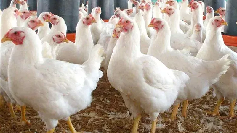 أسعار الفراخ البيضاء