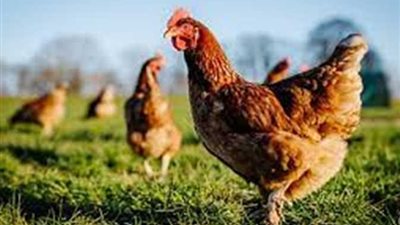 الفراخ رجعت تهدى بعد الطلعة الأخيرة.. أسعار الفراخ اليوم الإثنين 16-6-2025