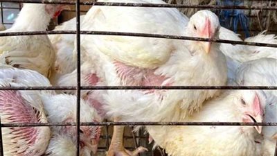 أسعار الفراخ البيضاء اليوم الثلاثاء 17 مايو 2025