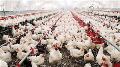 شوف الكيلو وصل كام؟ أسعار الدواجن اليوم الجمعة 20 يونيو 2025