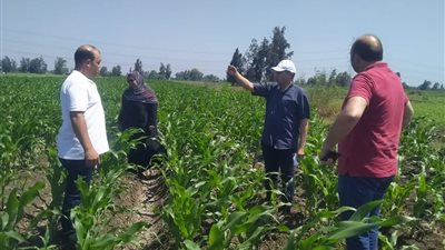 وكيل زراعة كفر الشيخ يتفقد الزراعات الصيفية ويوجه بتكثيف الرقابة ومواجهة التعديات