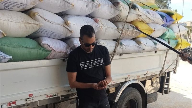 استمرار توريد القمح