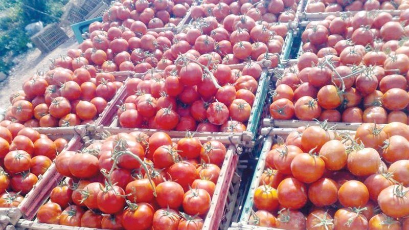 أسعار الخضار والفاكهة