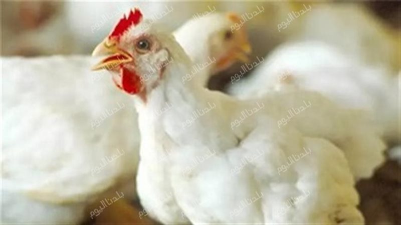 أسعار الفراخ البيضاء
