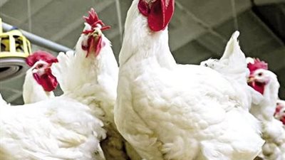 الكيلو بـ 76جنيهًا.. أسعار الدواجن اليوم الإثنين 23 يونيو 2025